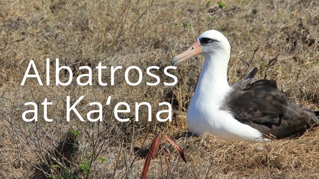 An image of a Laysan albatross at Kaʻena Point