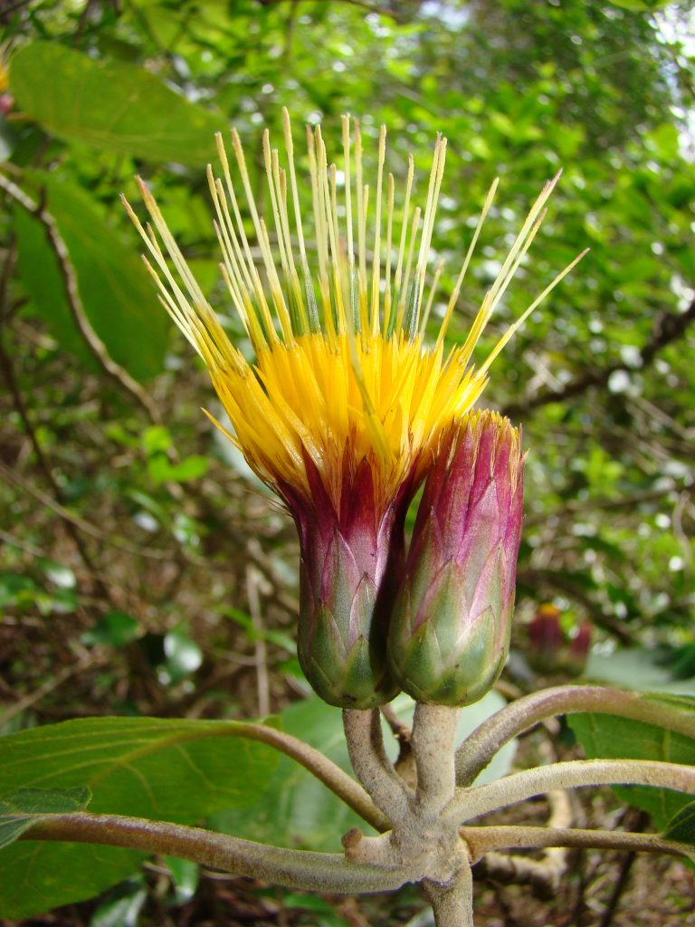 image of Hesperomannia oahuensis