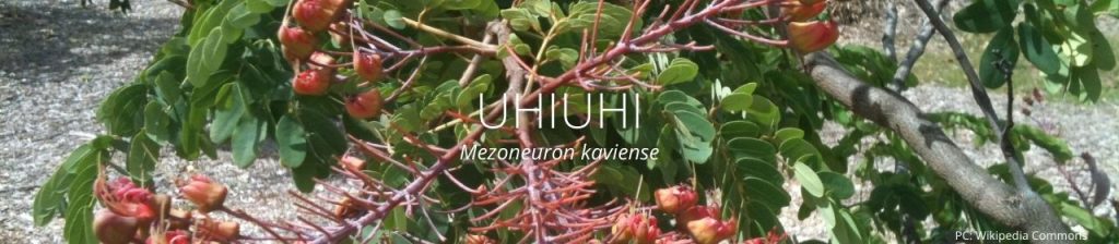 cover image of uhiuhi