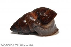 Amastra rubens adult cleaning its shell