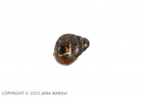 Auriculella gangeorum juvenile