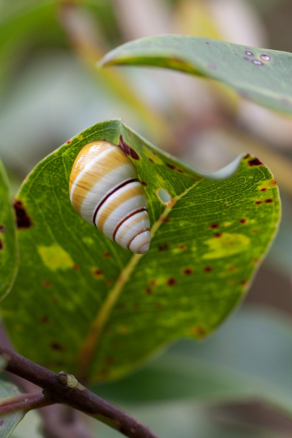 Division of Forestry and Wildlife: Native Ecosystems Protection ...