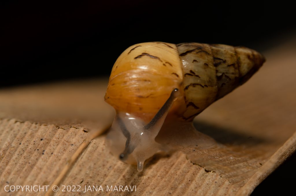 Kahuli, Hawaiian tree snail, Laminella venusta
