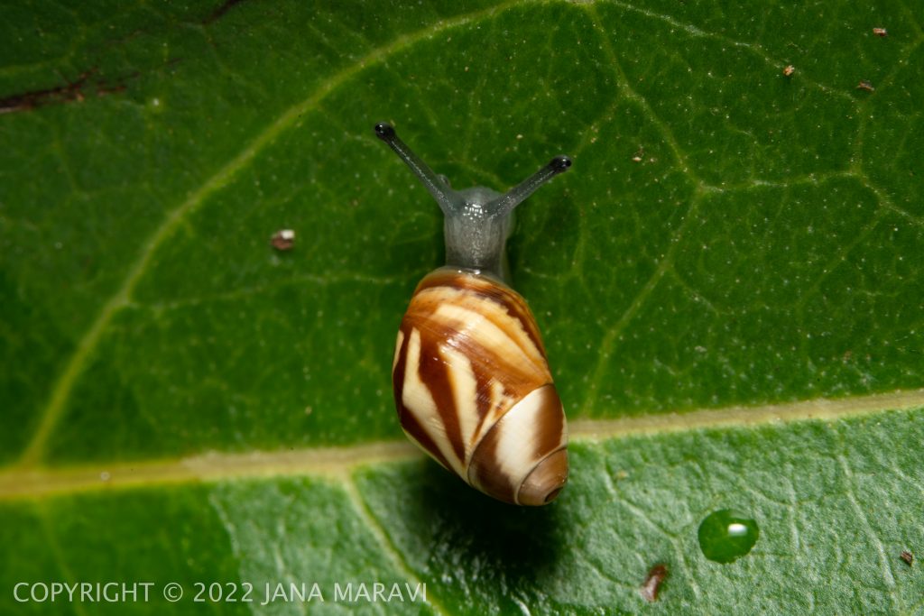 A juvenile Partulina crocea crawling on a leaf.