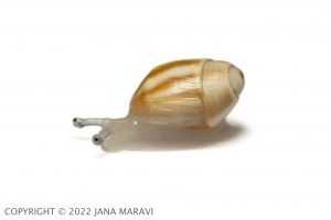 A profile image of a juvenile Partulina fusoidea.