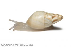 A profile image of a sub-adult Partulina fusoidea.