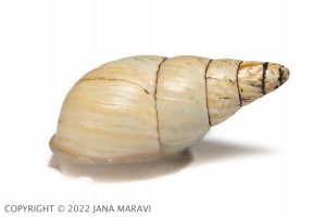 A profile image of an adult Partulina fusoidea.