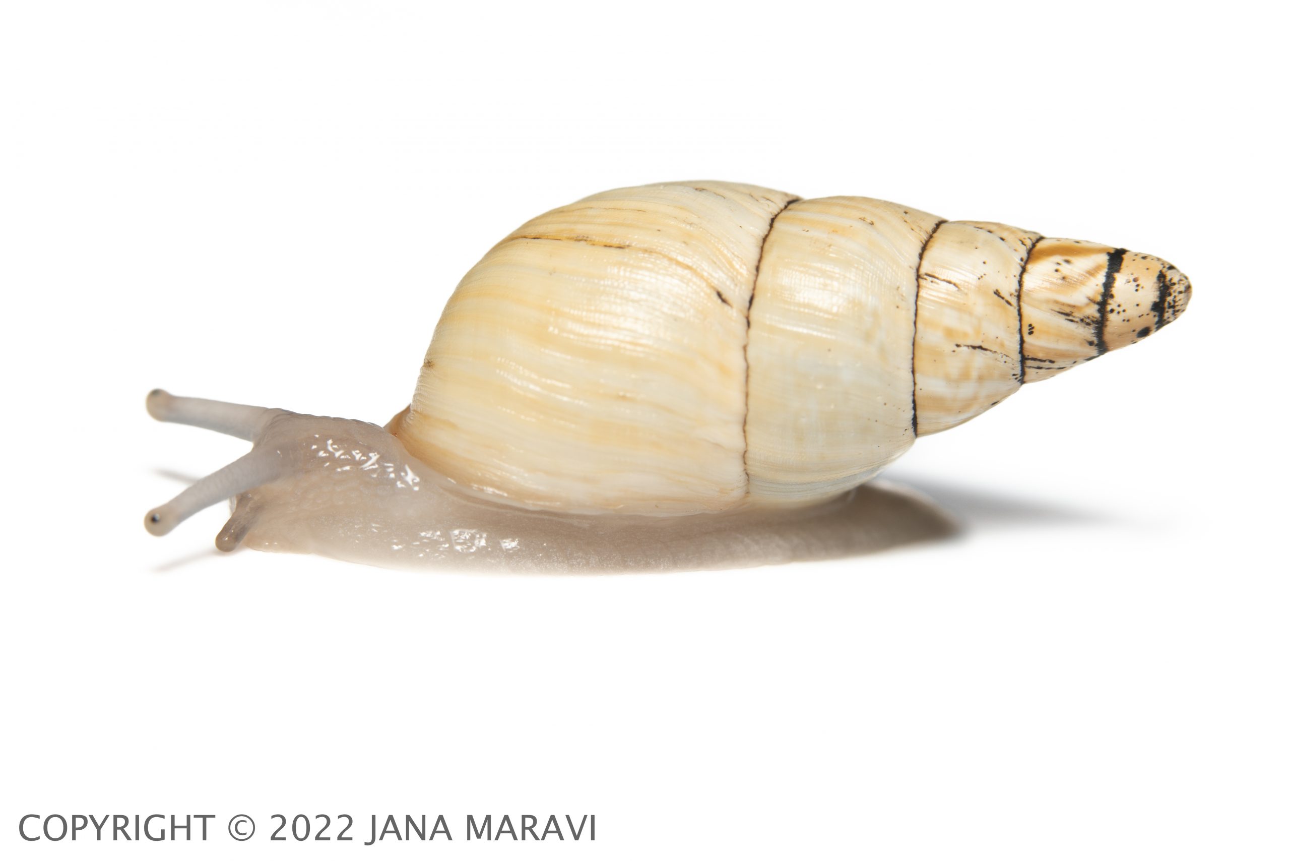 A profile image of an adult Partulina fusoidea crawling.