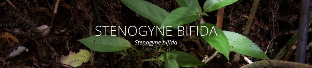cover image of Stenogyne bifida 