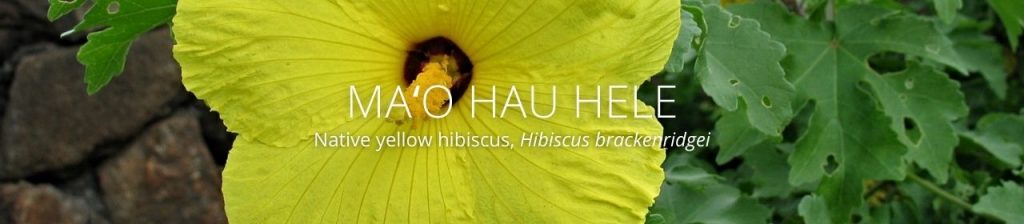 cover image of ma'o hau hele