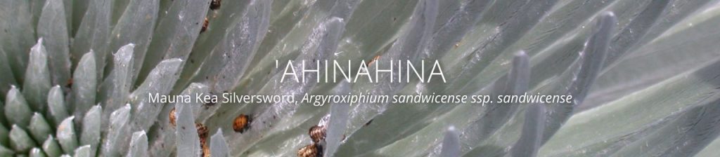 cover image of ahinahina