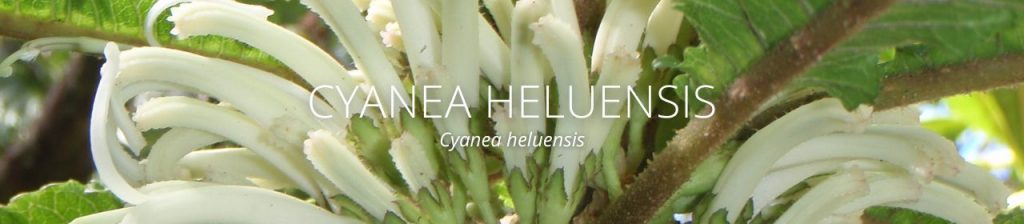 cover image of cyanea heluensis