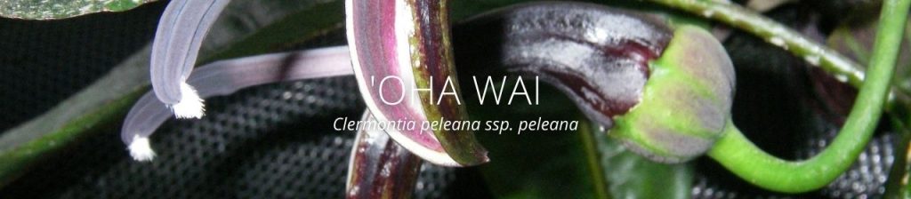 cover image of oha wai