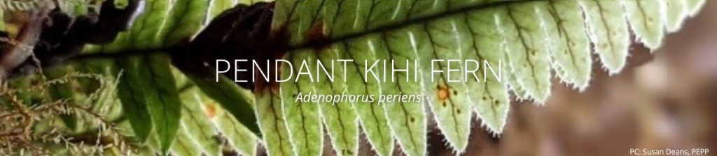 cover image of pendant kihi fern