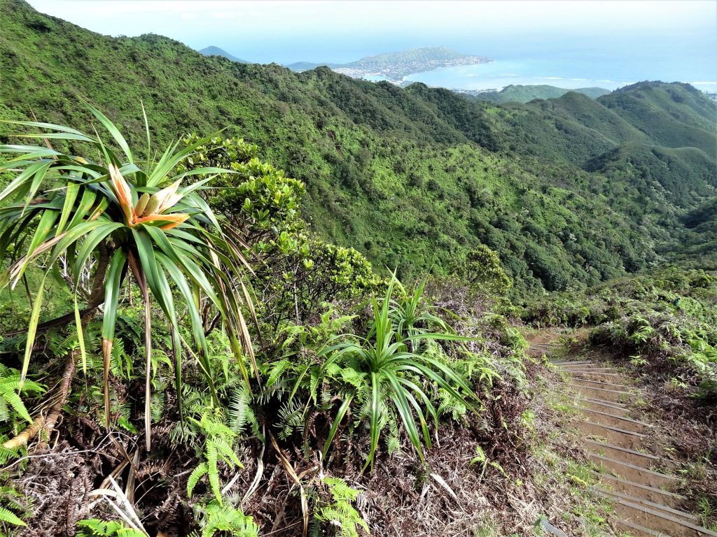 Hawaiʻi Loa trail to summit of Koʻolau Mountains