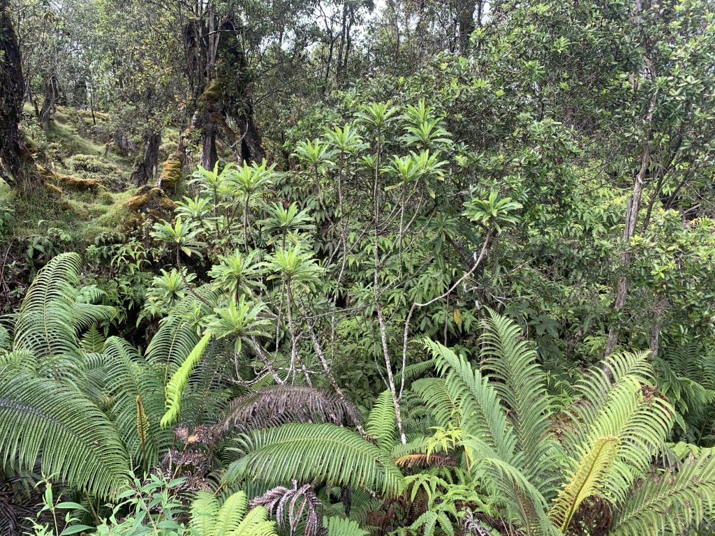 Clermontia clermontioides