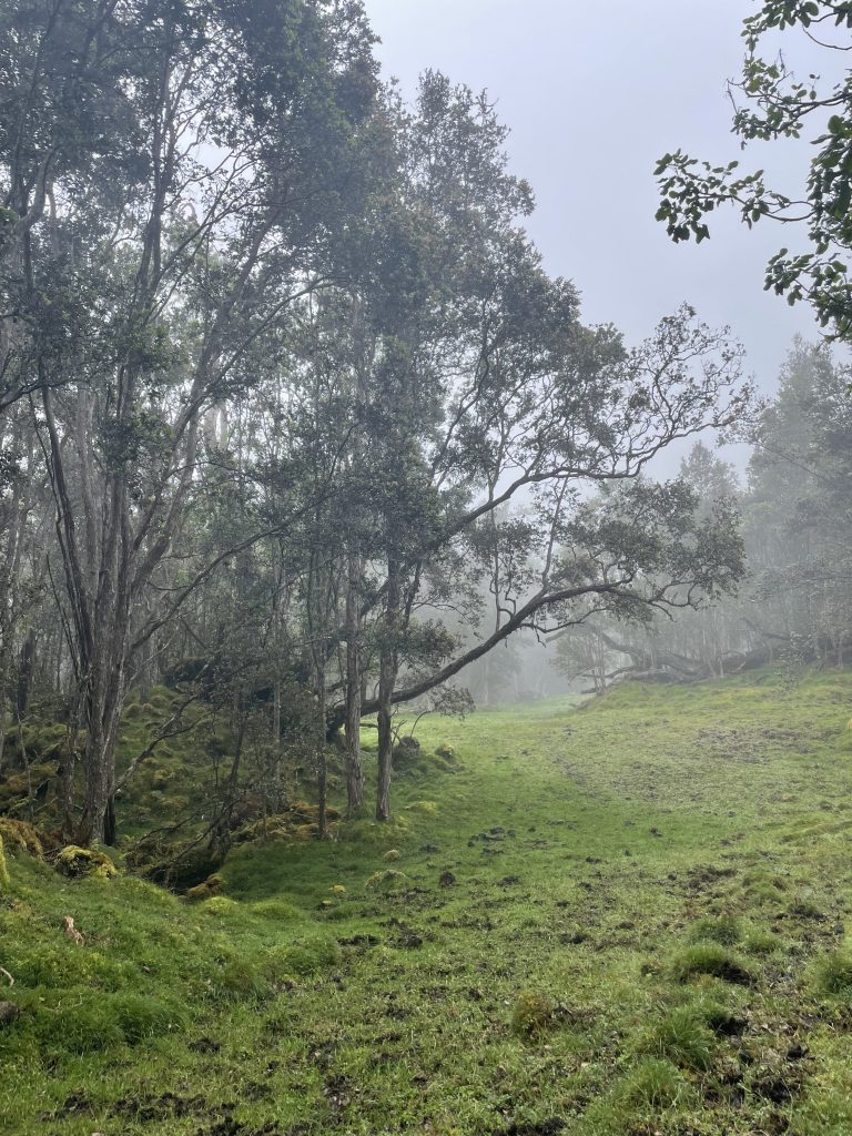 Forest at Waiea