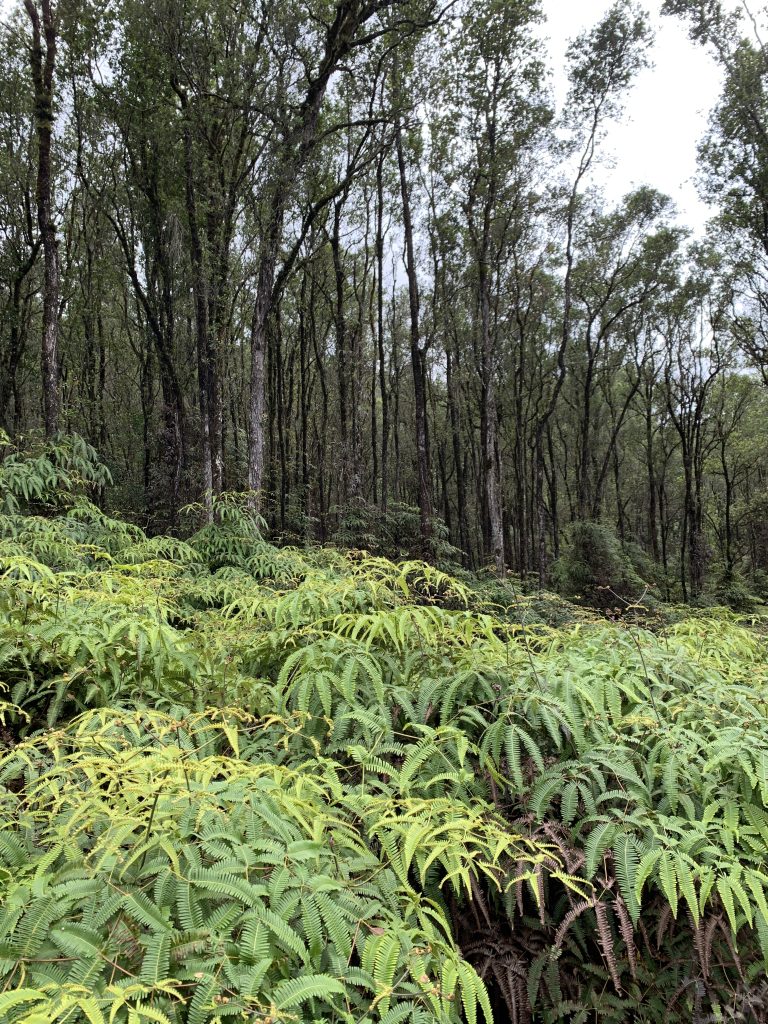 ʻŌhiʻa and uluhe at Waiea