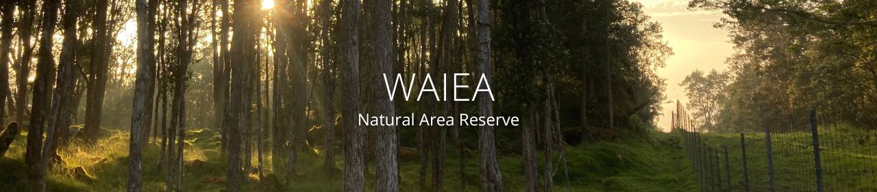 An image of forest at Waiea Natural Area Reserve