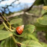 Partulina semicarinata is a tree snail endemic to the mountains of Lanai.