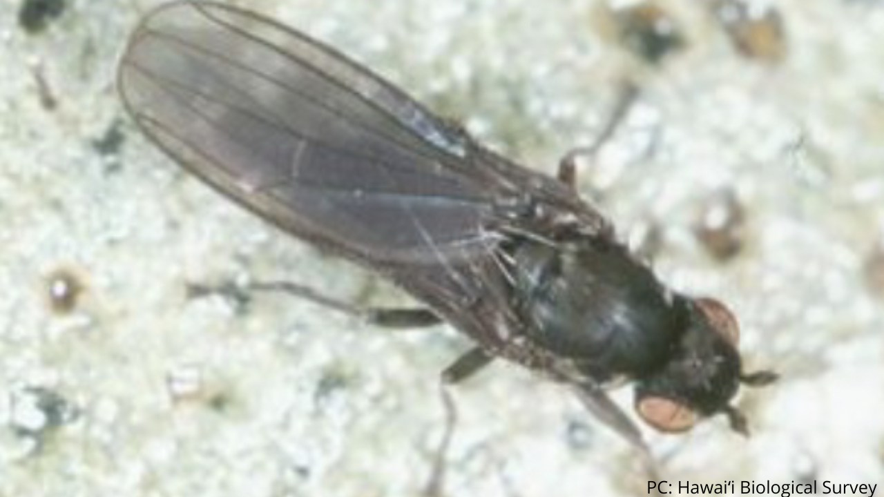 An image of a beach fly