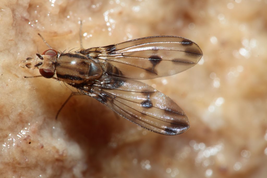 An image of a Drosophila fly