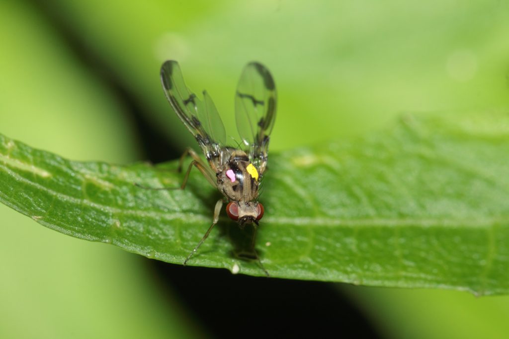 An image of a Drosophila
