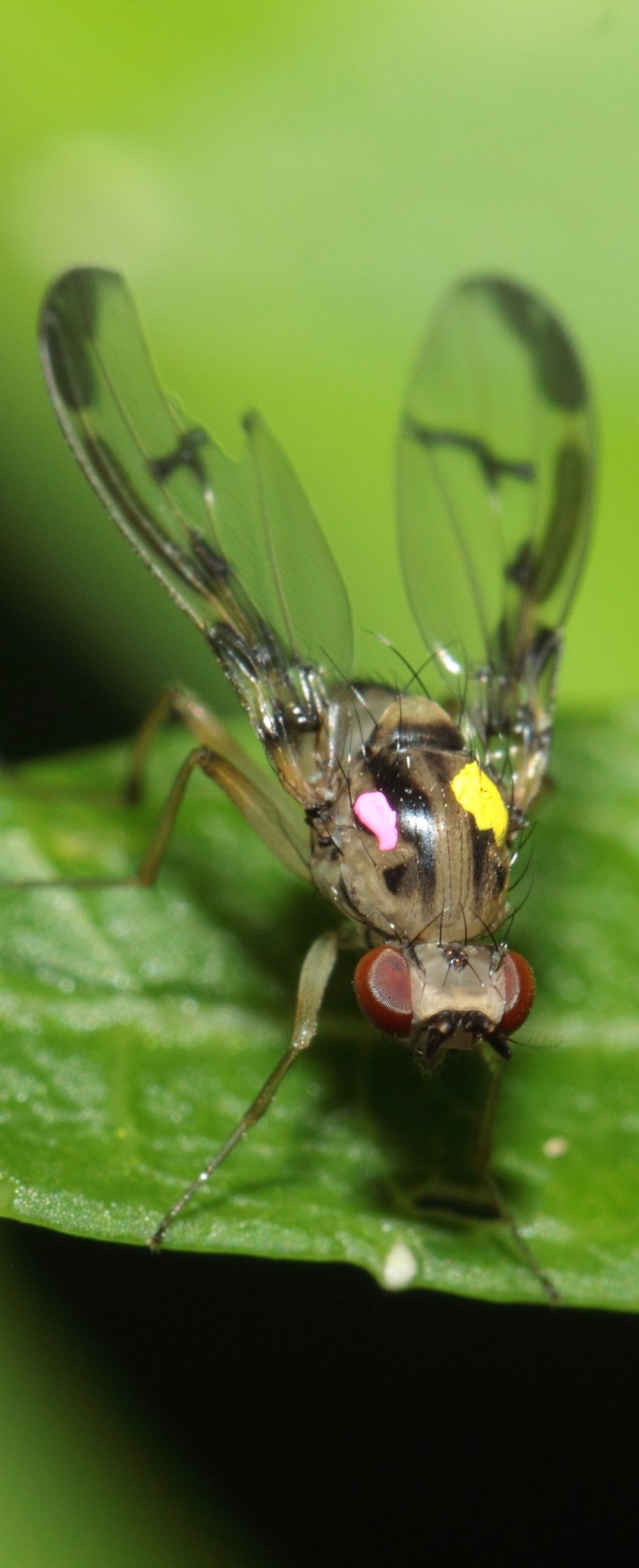 An image of Drosophila hemipeza