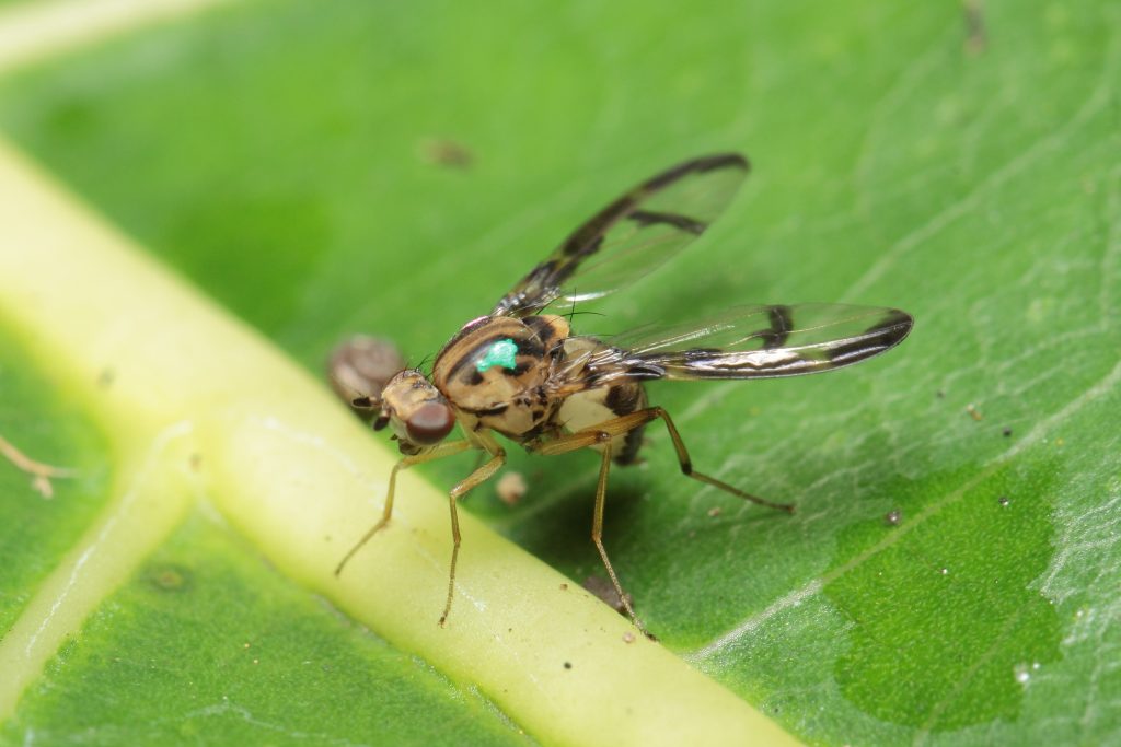 An image of a Drosophila