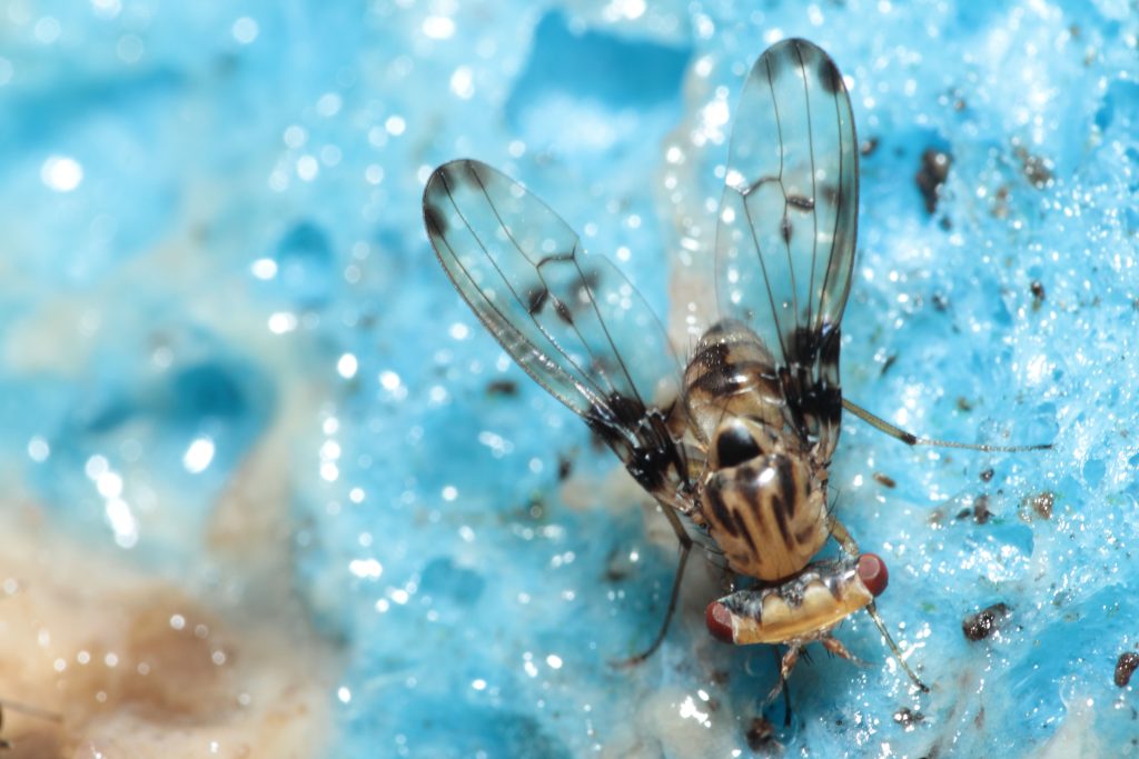 An image of a Drosophila fly