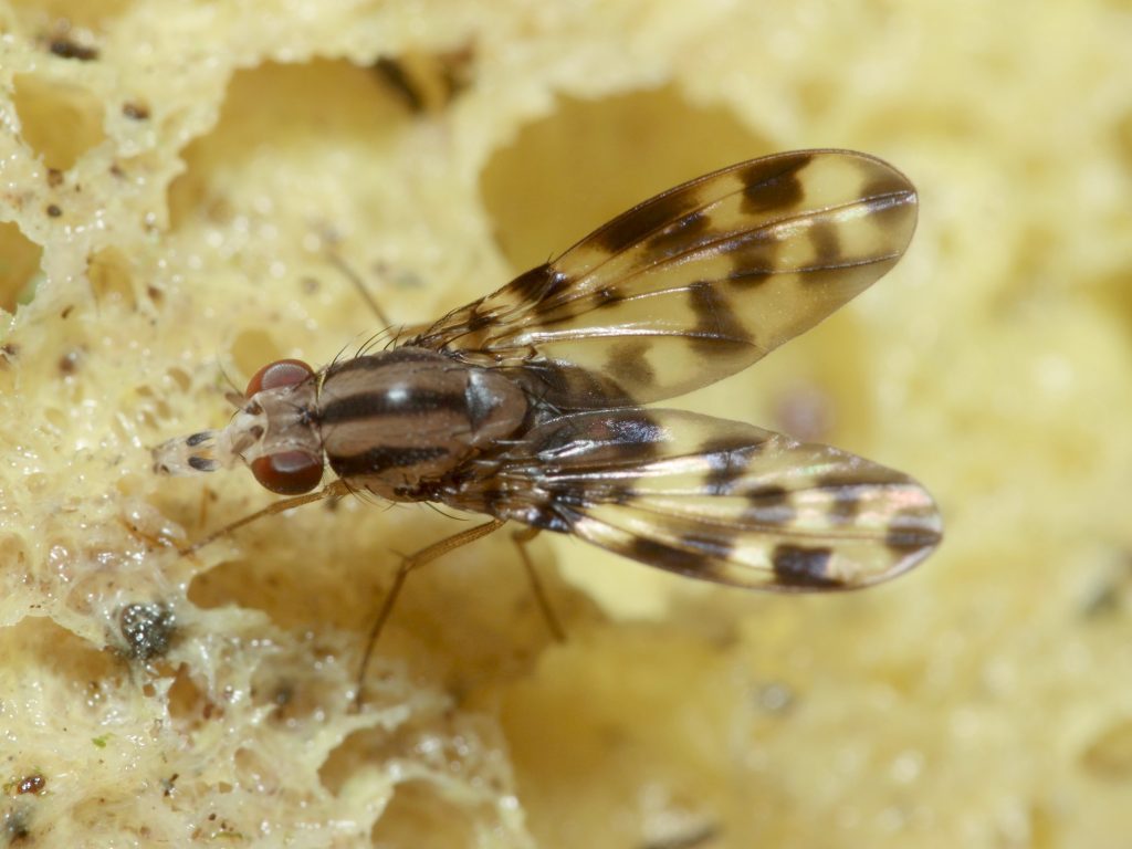 An image of a Drosophila fly