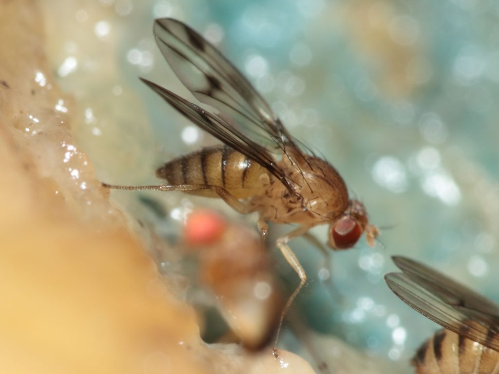 An image of a Drosophila fly