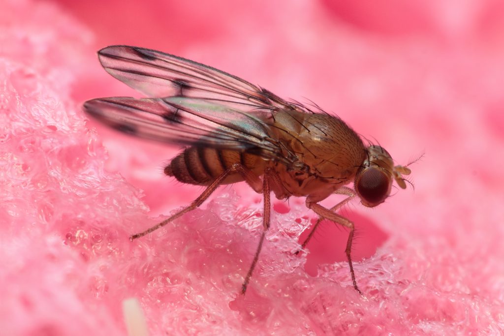 An image of a Drosophila fly