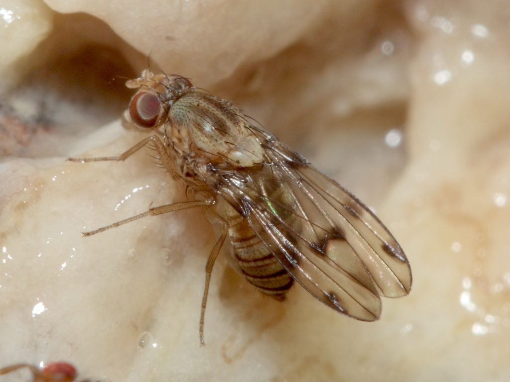 An image of a Drosophila fly