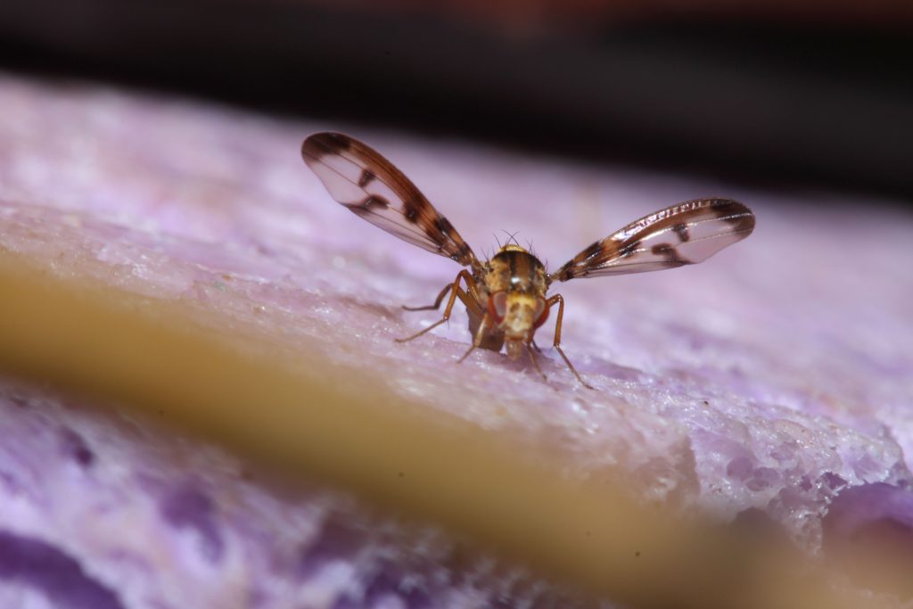 An image of a Drosophila fly