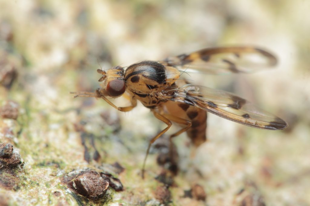 An image of a Drosophila fly