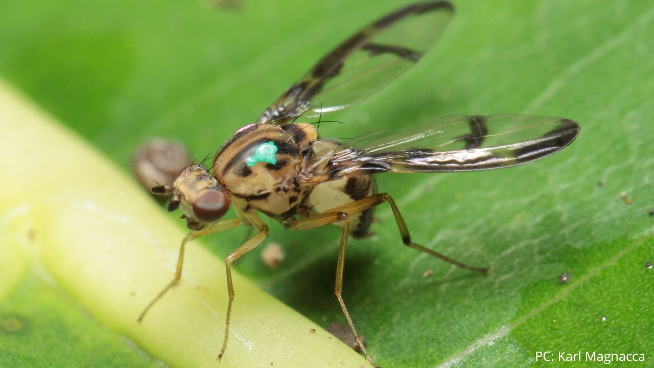 An image of a picture-winged fly