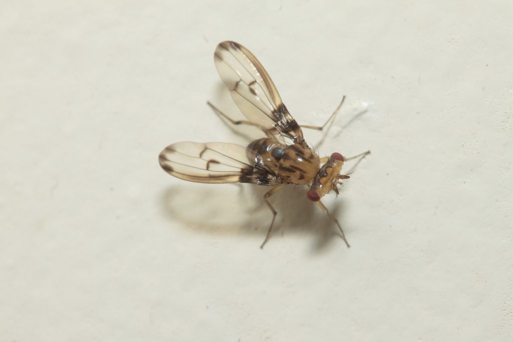 An image of a Drosophila fly