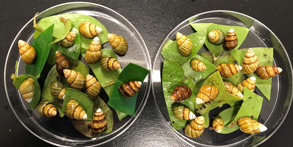 Snails in petri dishes