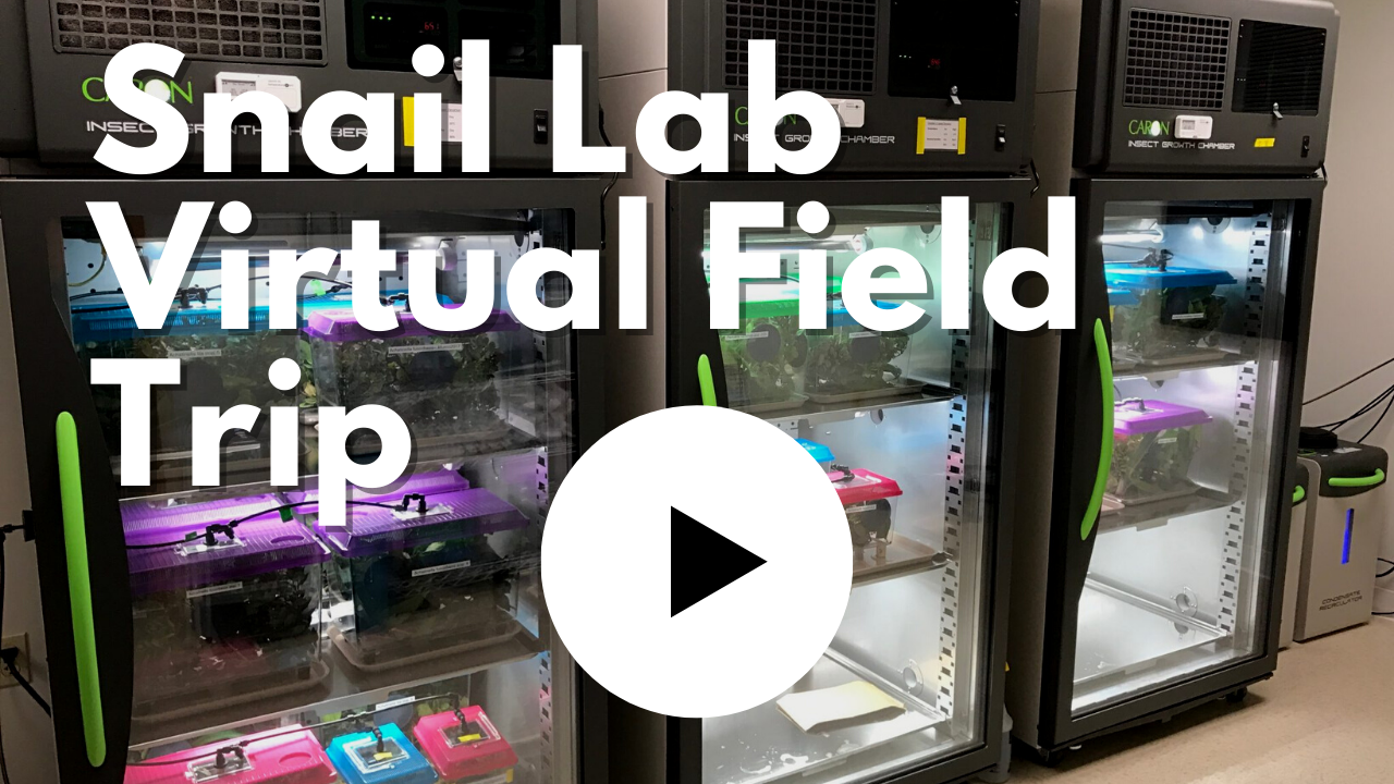Kahuli snail lab virtual field trip thumbnail