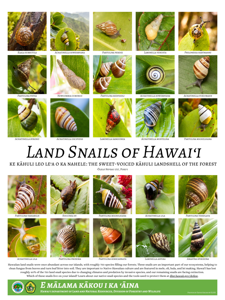 Land Snails of Hawaiʻi Poster