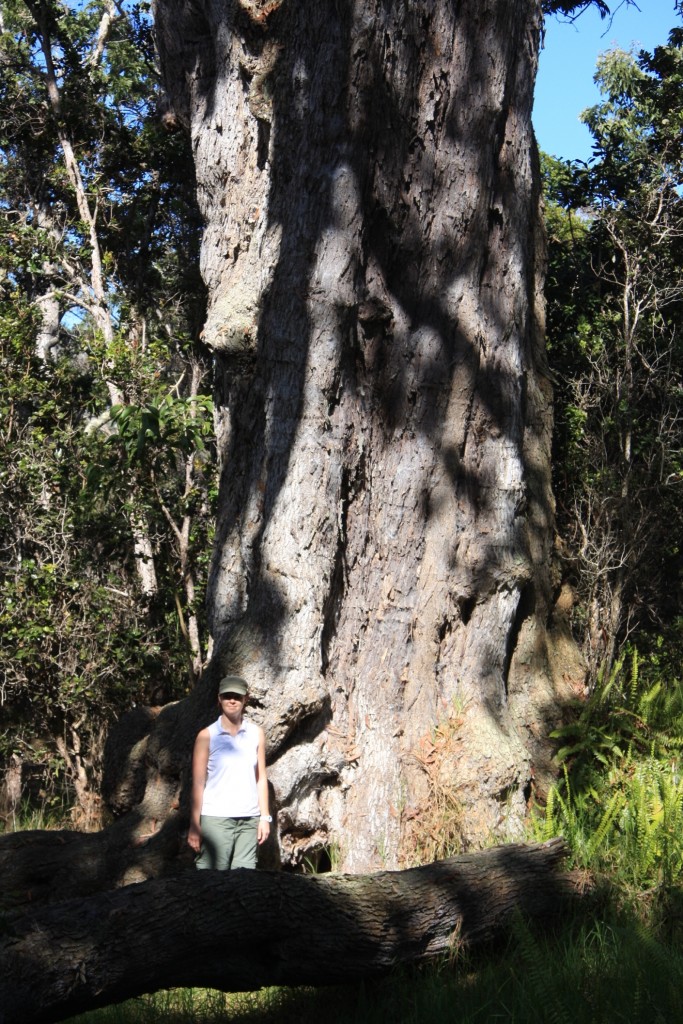 Division of Forestry and Wildlife Forestry Program Big Tree Koa