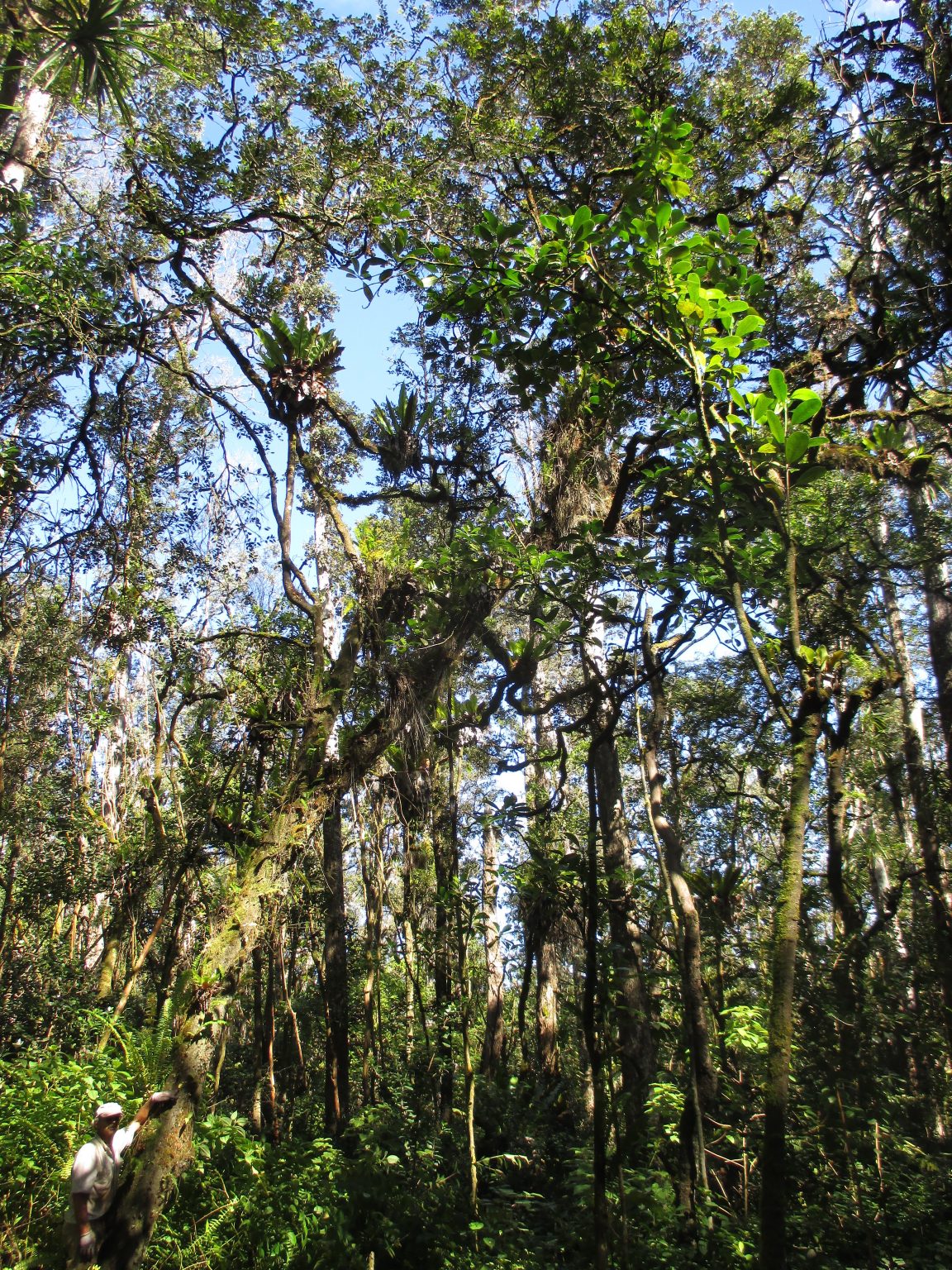 Division of Forestry and Wildlife Forestry Program Lama