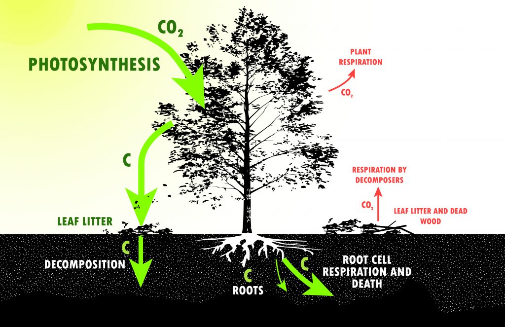 Division of Forestry and Wildlife: Forestry Program | Forest Carbon ...