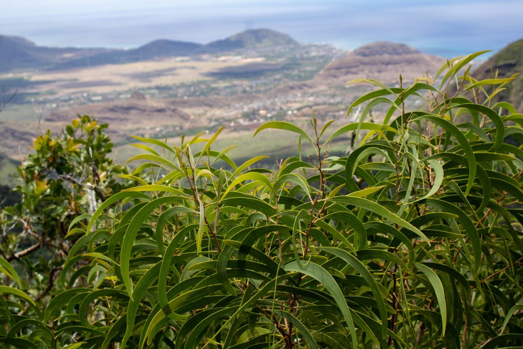 An image of koa trees in the Waianae Kai Forest Reserve