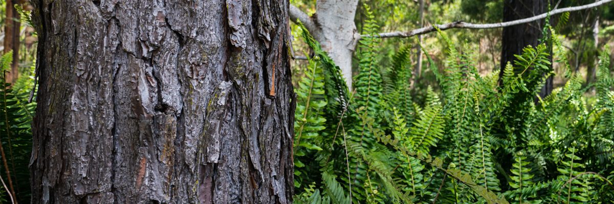 An image of a tree in a forest