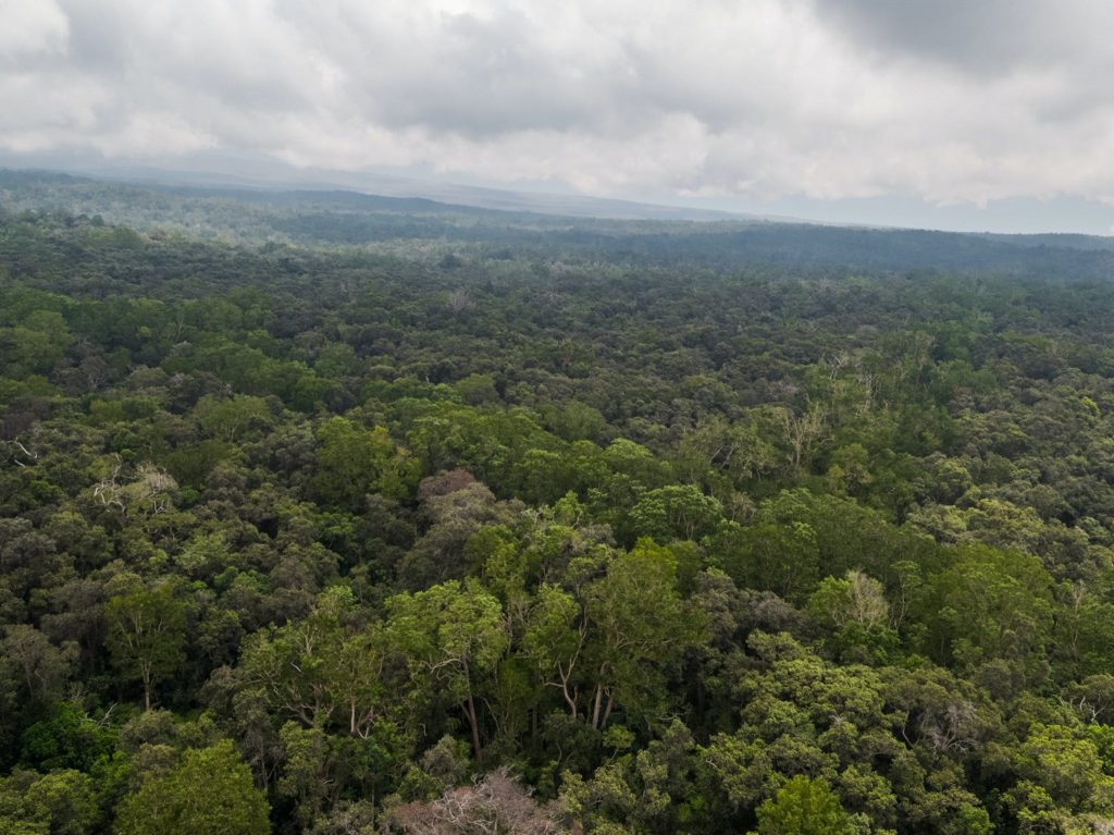 An image of Kapāpala Forest Reserve