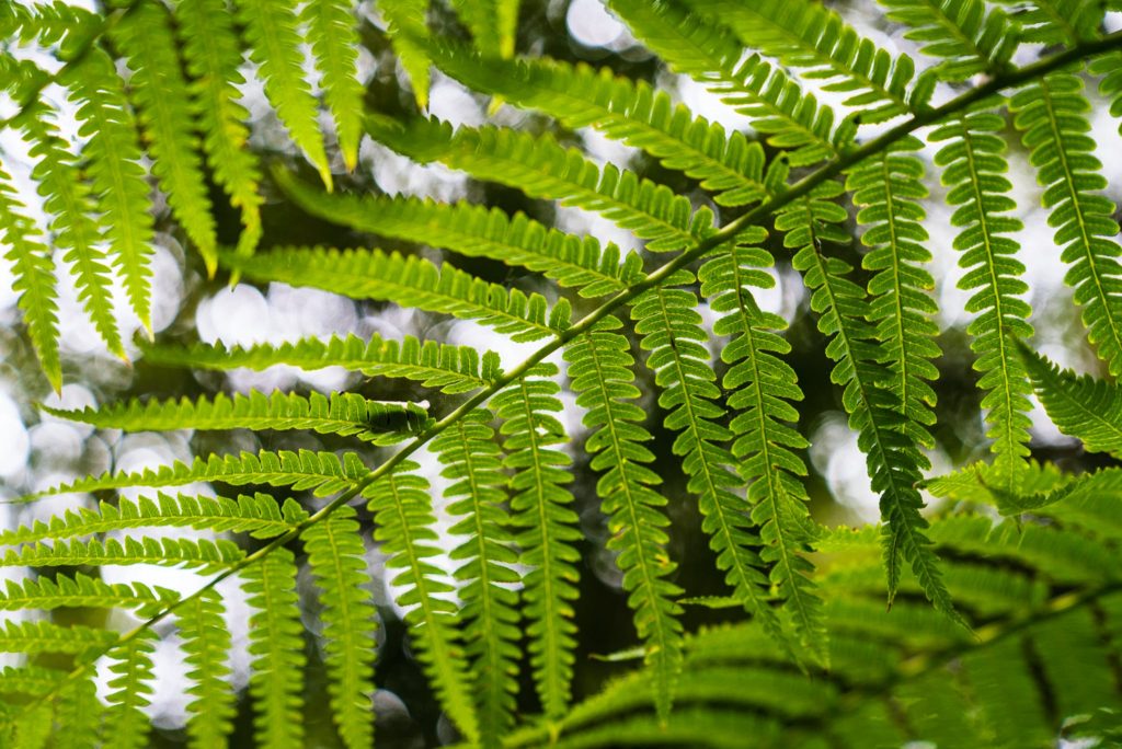 An image of Kapāpala Forest Reserve