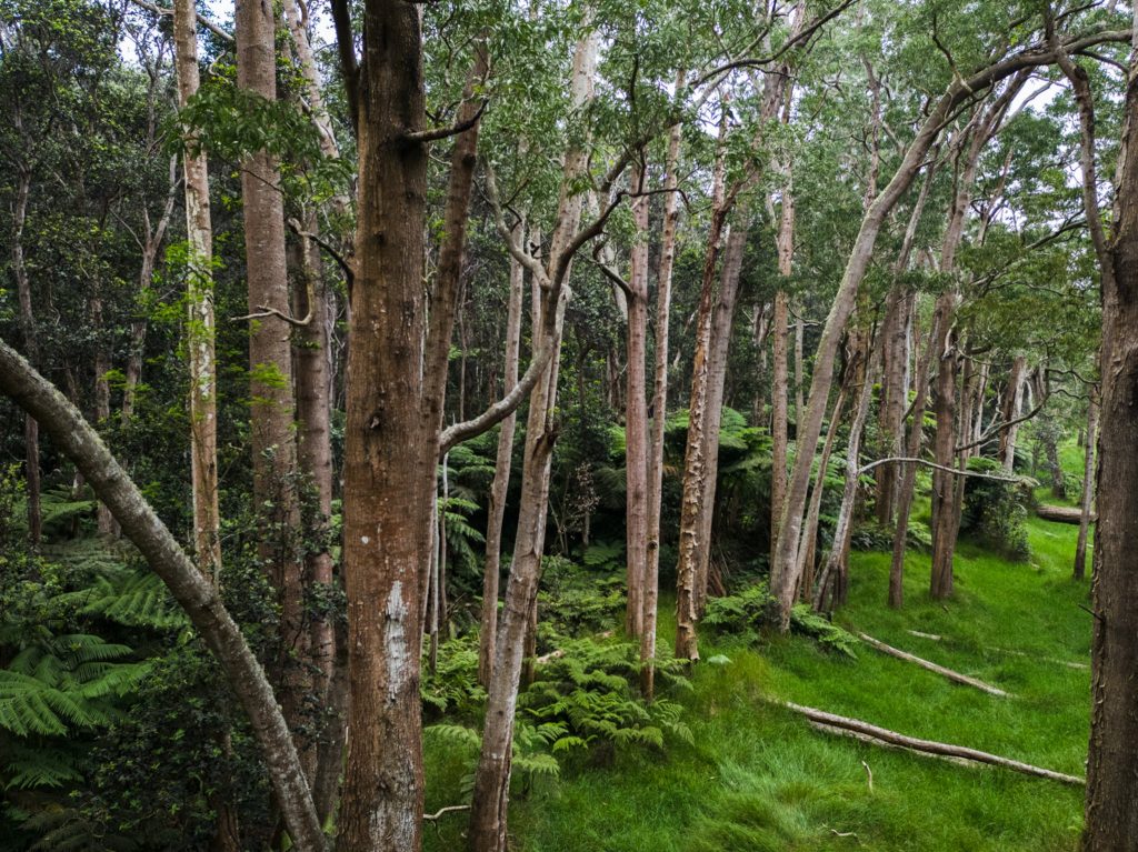 An image of Kapāpala Forest Reserve