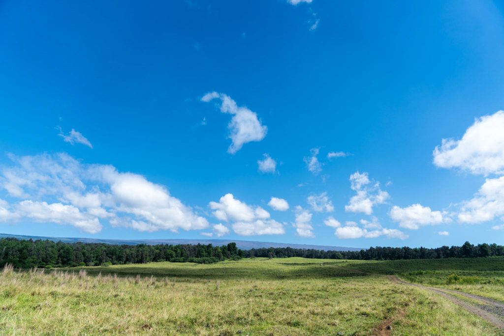 An image of Kapāpala Forest Reserve